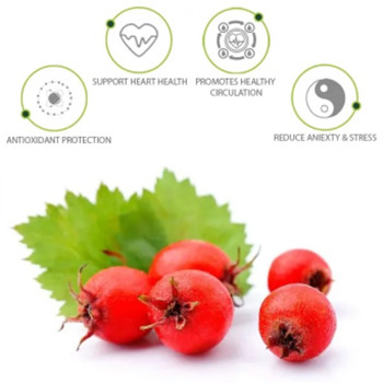 What Is Hawthorn Extract Good For?