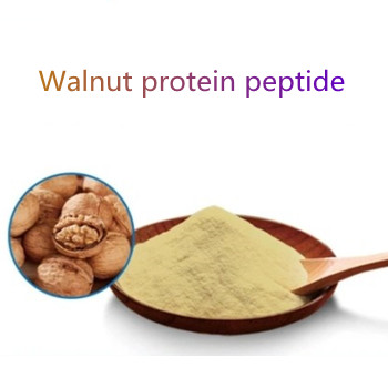 Walnut Peptide Benefits